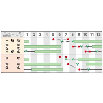 画像4: 送料無料　[トマト/大玉トマト]　麗妃　1000粒　(株)サカタのタネ