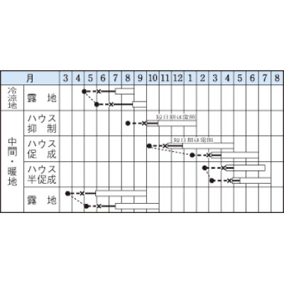 画像2: [葉物]　青シソ　9ml　タキイ種苗　MF