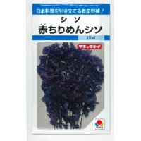 [葉物]　赤ちりめんシソ　9ml　タキイ種苗　MF