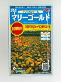 送料無料　花の種　マリーゴールド　アフリカントール　約3平米用　(株)サカタのタネ　実咲350（026180）