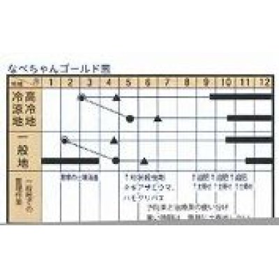 画像4: [ねぎ]　なべちゃんゴールド葱　5ml  トキタ種苗（株）