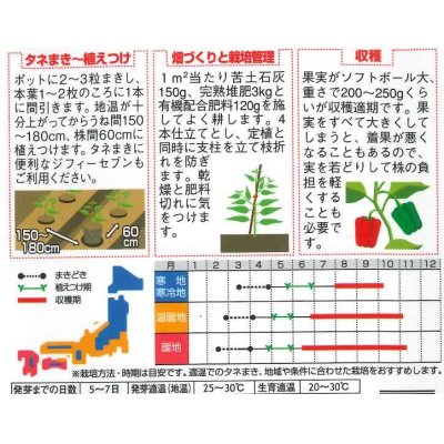 画像2: [ピーマン]　ジャンボピーマン　デカチャンプ　約40粒　　サカタ交配　(実咲)　　