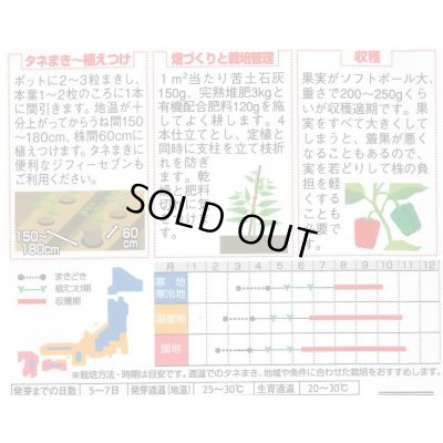画像2: 送料無料　[ピーマン]　ジャンボピーマン　デカチャンプ　約40粒　(株)サカタのタネ　実咲550（002903）
