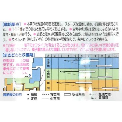 画像2: [キュウリ]　ＶＲ夏すずみ　350粒　タキイ種苗（株）