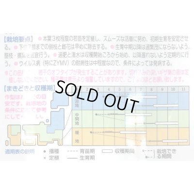 画像2: 送料無料　[キュウリ]　ＶＲ夏すずみ　350粒　タキイ種苗(株)