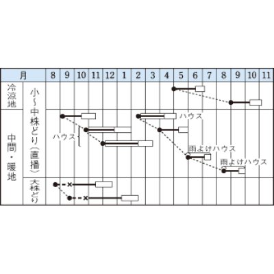 画像2: [葉物]　ミブナ　京錦　20ｍｌ　タキイ種苗（株）