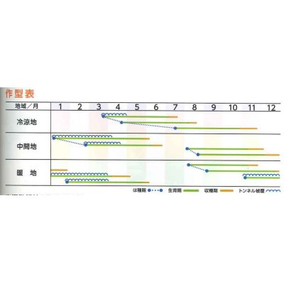 画像3: [人参]　　アロマレッド　2dl  （およそ45,200粒）（株）トーホク