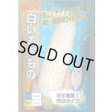 送料無料　[とうもろこし]白いおおもの　200粒　ナント種苗(株)