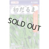 送料無料　[枝豆]　初だるま（PVP）　100粒　カネコ種苗（株）