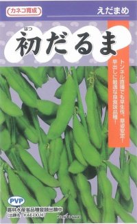 [枝豆]　初だるま　100粒　カネコ育成