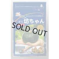 送料無料　[かぼちゃ]　坊ちゃん　500粒　ヴィルモランみかど（株）