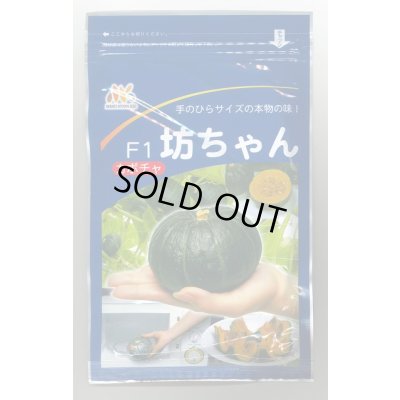 画像1: 送料無料　[かぼちゃ]　坊ちゃん　500粒　ヴィルモランみかど（株）
