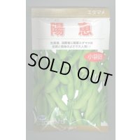 [枝豆]　陽恵　100粒　カネコ種苗（株）