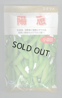 [枝豆]　陽恵　100粒　カネコ種苗（株）