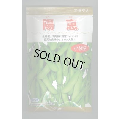 画像1: [枝豆]　陽恵　100粒　カネコ種苗（株）