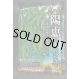 [枝豆]　陽恵　2000粒　カネコ種苗（株）