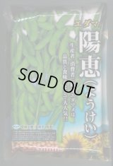 [枝豆]　陽恵　2000粒　カネコ種苗（株）