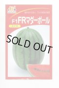 送料無料　[スイカ]　小玉スイカ　FRマダーボール　200粒　ヴィルモランみかど