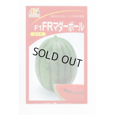 画像1: 送料無料　[スイカ]　小玉スイカ　FRマダーボール　200粒　ヴィルモランみかど
