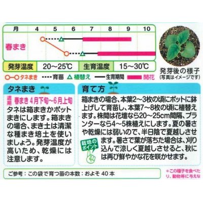 画像2: 花の種　サルビア　ホットジャズ　小袋　タキイ種苗（株）