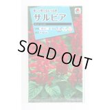 送料無料　花の種　サルビア　ホットジャズ　小袋　タキイ種苗(株)NL150