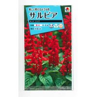 花の種　サルビア　ホットジャズ　小袋　タキイ種苗（株）