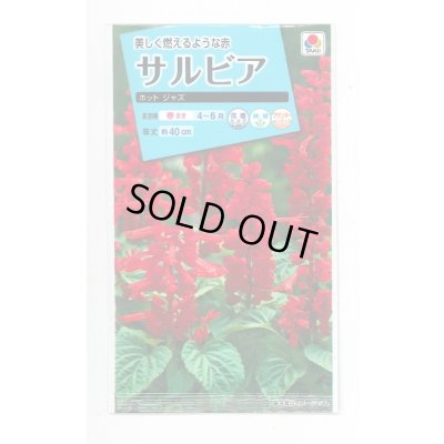 画像1: 送料無料　花の種　サルビア　ホットジャズ　小袋　タキイ種苗(株)NL150