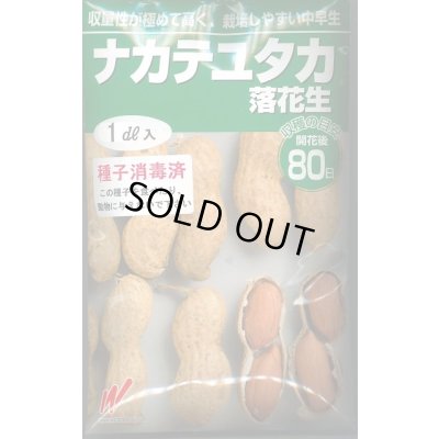 画像1: 送料無料　[落花生]　ナカテユタカ　1dl　(およそ60粒)渡辺農事（株）