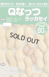 [落花生]　落花生種　Ｑなっつ　50ml　（およそ28粒）渡辺農事株式会社