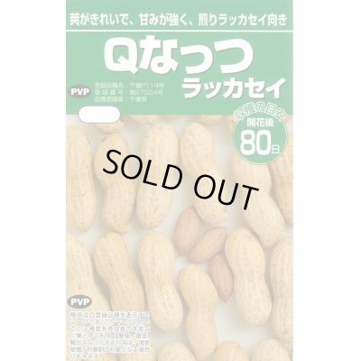 画像1: [落花生]　落花生種　Ｑなっつ　50ml　（およそ28粒）渡辺農事株式会社