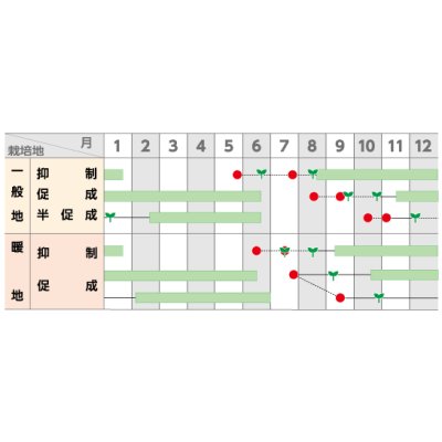 画像4: 送料無料　[トマト/大玉トマト]　かれん　1000粒　(株)サカタのタネ
