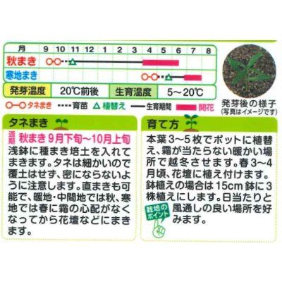 画像2: 送料無料　花の種　リナリア　グッピー混合　小袋　タキイ種苗(株)NL200