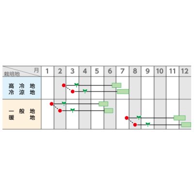 画像4: 送料無料　カリフラワー　]　オーナメントホワイト　2000粒　(株)サカタのタネ