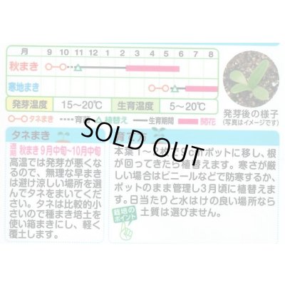 画像2: 送料無料　花の種　クリサンセマム　ムルチコーレイエロー　小袋　タキイ種苗(株)NL150