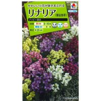 送料無料　花の種　リナリア　グッピー混合　小袋　タキイ種苗(株)NL200