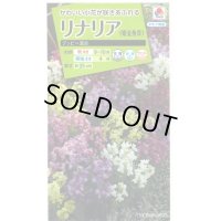 花の種　　リナリア　グッピー混合　小袋　タキイ種苗（株）