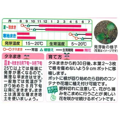 画像2: 送料無料　花の種　ビオラ　F1ビビ　アンティークミックス　小袋　タキイ種苗(株)NL300