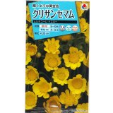 送料無料　花の種　クリサンセマム　ムルチコーレイエロー　小袋　タキイ種苗(株)NL150