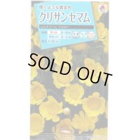 花の種　　クリサンセマム　ムルチコーレイエロー　小袋　タキイ種苗（株）