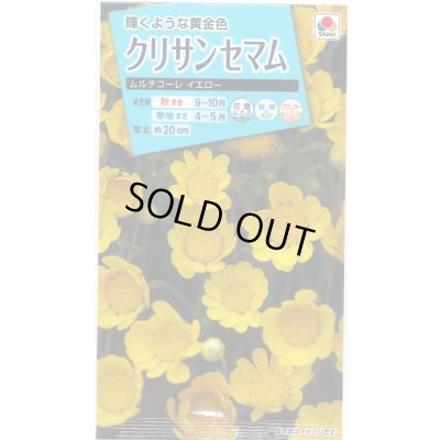 画像1: 送料無料　花の種　クリサンセマム　ムルチコーレイエロー　小袋　タキイ種苗(株)NL150