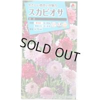 花の種　　スカビオサ　混合　小袋　タキイ種苗（株）