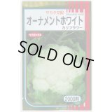 送料無料　カリフラワー　]　オーナメントホワイト　2000粒　(株)サカタのタネ