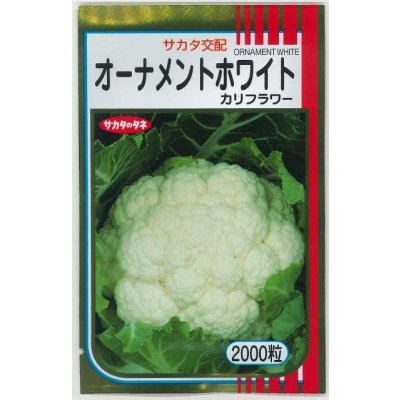 画像1: 送料無料　カリフラワー　]　オーナメントホワイト　2000粒　(株)サカタのタネ