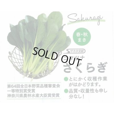 画像3: 送料無料　[小松菜]　さくらぎ　2dl　（株）サカタのタネ