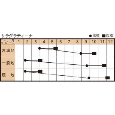 画像2: [イタリア野菜]サラダ・ラティーナ　200粒　トキタ種苗（株）