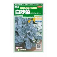 送料無料　花の種　白妙菊　ダイヤモンド　約215粒　（株）サカタのタネ　実咲250（026246）