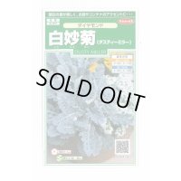 花の種　白妙菊 ダイヤモンド　約215粒　サカタのタネ（株）実咲250