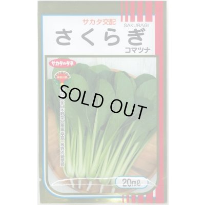 画像1: 送料無料 [小松菜] さくらぎ 20ml （株）サカタのタネ