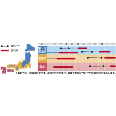 画像2: 送料無料　花の種　パンジー　スイスジャイアントミックス　約70粒　(株)サカタのタネ　実咲200（026346）