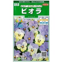 送料無料　花の種　ビオラ　ピエナ　ラベンダーマジック　20粒　(株)サカタのタネ　実咲250（026271）